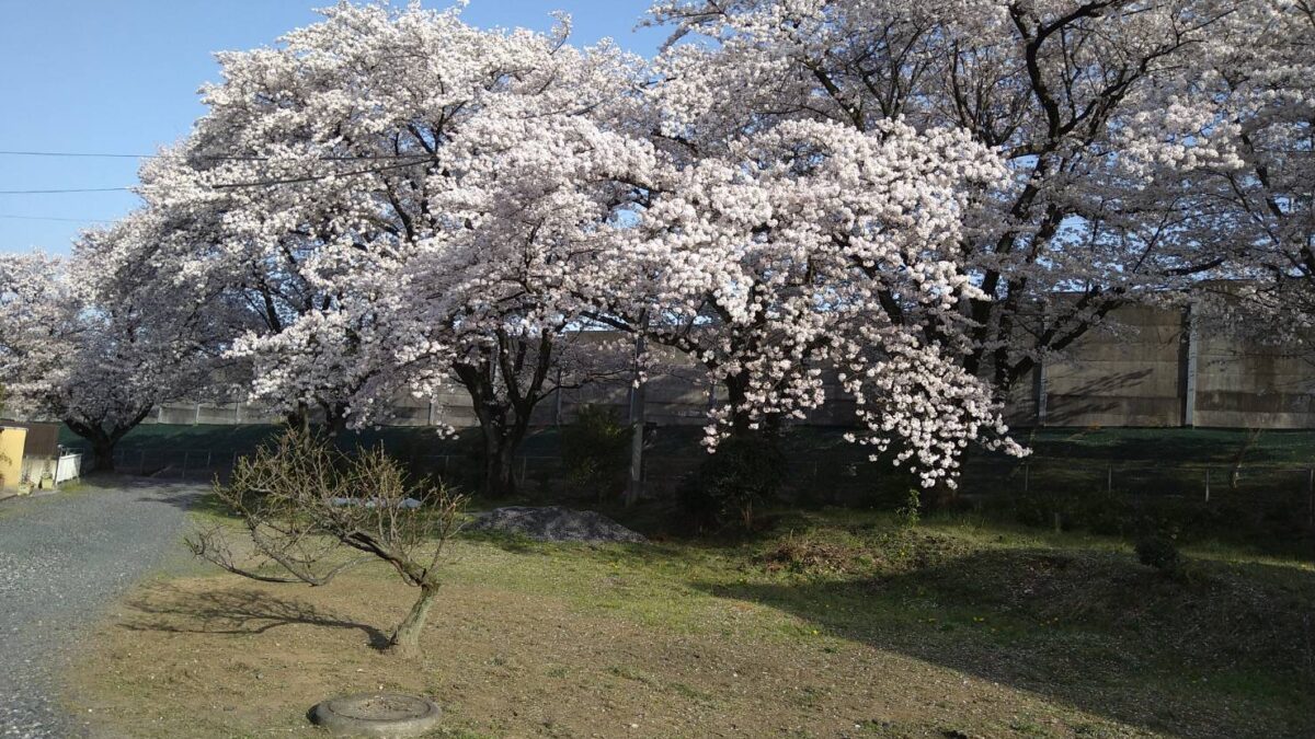 桜並木