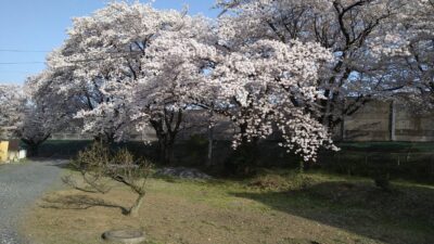 桜並木